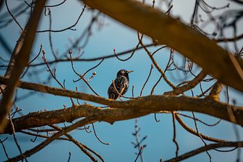 Starling