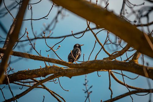 Starling