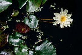 Waterlily by Leonard Walpot