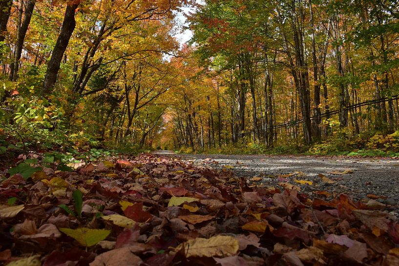 Een verlaten weg in de herfst van Claude Laprise