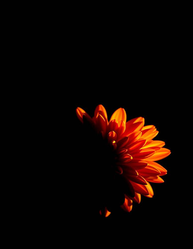 „Ember Chrysanthemum V“
