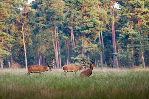 Edelherten op de Hoge Veluwe