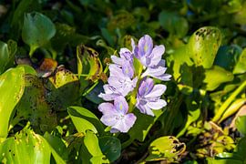 Eine stille Blüte auf dem Wasser