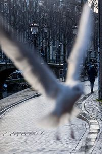 Mouette sur l'Oudezijds Voorburgwal à Amsterdam sur gaps photography
