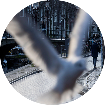 meeuw op de Oudezijds Voorburgwal in Amsterdam van gaps photography