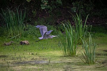 Grey heron in flight by t.ART