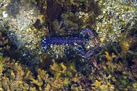 Blauwe kreeft