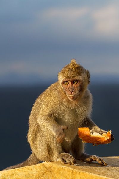Javaanse aap (Macaca fascicularis) van Dirk Rüter