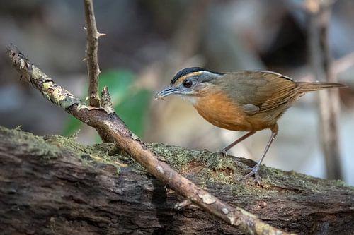 A Javanese blackcap jungletimalia looking for food by Anges van der Logt