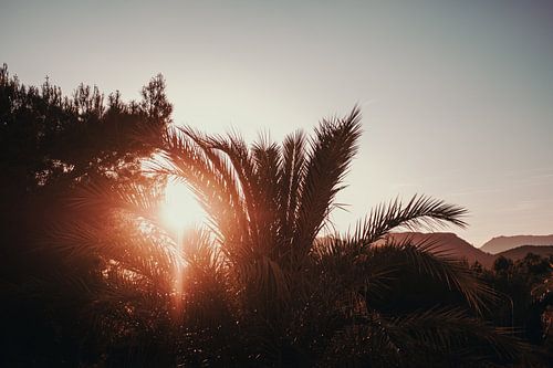 Abendstimmung durchs Palmblatt