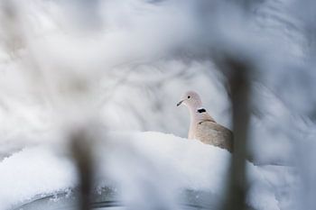 Turkish Tortoise in Winter Wonderland