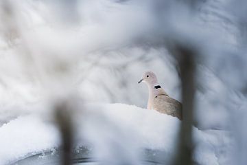 Turkish Tortoise in Winter Wonderland