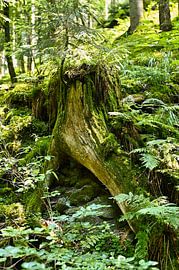 Natural vegetation in the Black Forest by Dieter Stahl