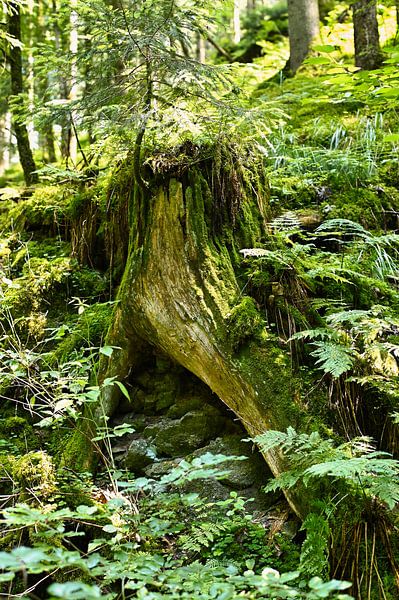 Naturbelassene Vegetation im Schwarzwald von Dieter Stahl