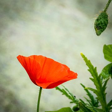 Papaver in gesprek van Jolanda van Straaten