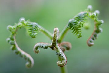 Young ferm by Halma Fotografie