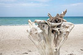 Ostsee: Darß - Weststrand von t.ART