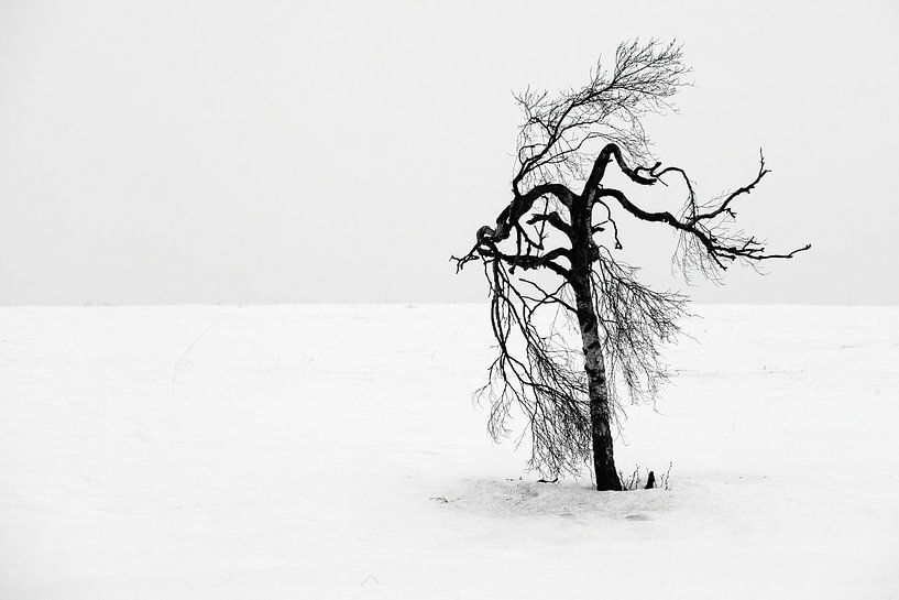 Old tree by Sam Mannaerts