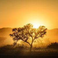 Golden Sunrise, Piet Flour