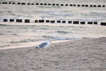 Seagulls on the beach at the Baltic Sea. by Martin Köbsch