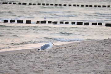 Zeemeeuwen op het strand aan de Baltische Zee. van Martin Köbsch