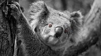 Het rode oog van de Koala van Be More Outdoor thumbnail