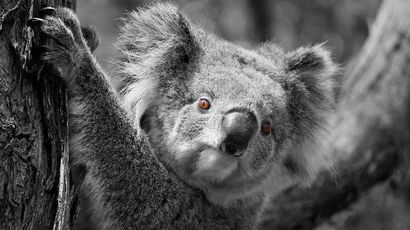 Het rode oog van de Koala van Be More Outdoor
