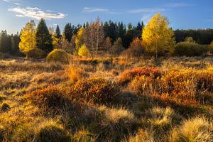 Herbstlicht in den Erzgebirgswiesen