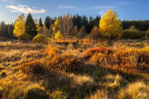 Autumn light in the Erzgebirge meadows by Daniela Beyer