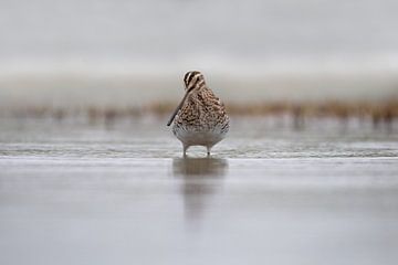 Watersnip in het water. van Tanja van Beuningen