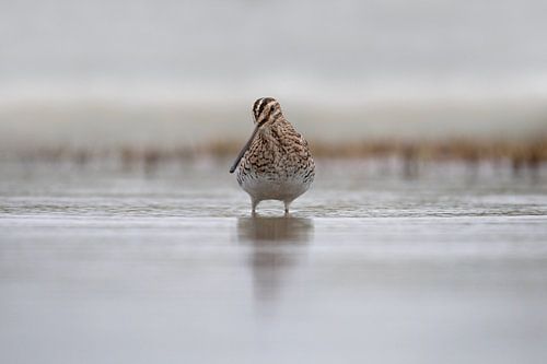 Snipe in the water.