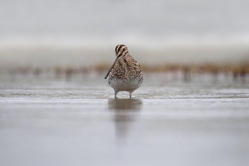 Bécassine dans l'eau. par Tanja van Beuningen