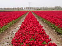 rode tulpen