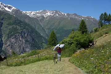 Het leven in de Zwitserse bergen op een zomerse dag sur Mirjam Rood-Bookelman