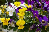 Viooltjes