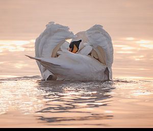 Schwan Sonnenaufgang von natascha verbij