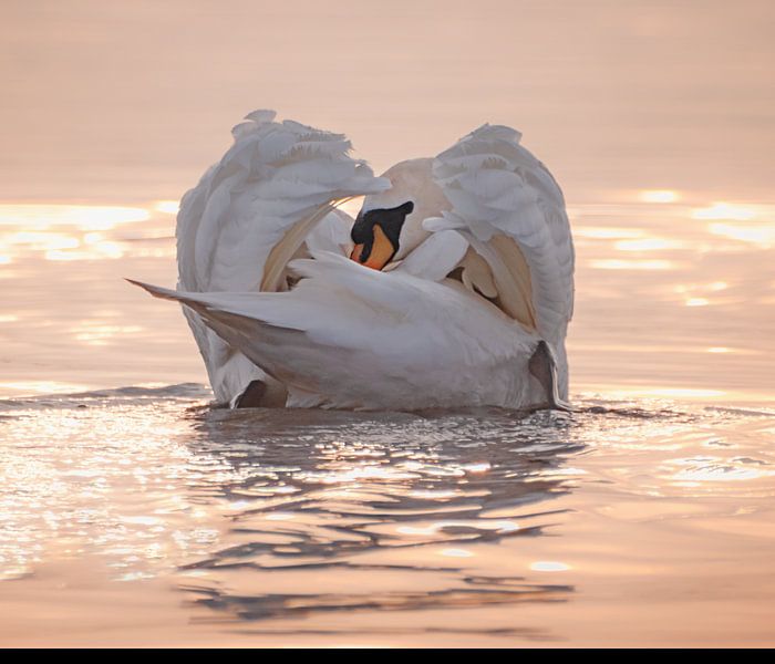 Swan sunrise by natascha verbij