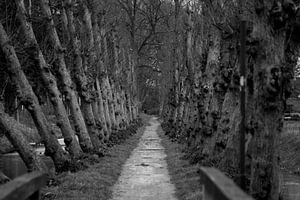 Entre les arbres sur Louise Poortvliet