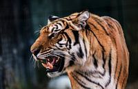 Growling tiger van Mark Zanderink thumbnail