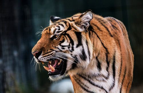 Growling tiger