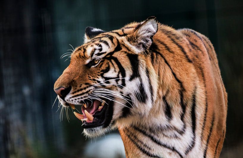 Growling tiger by Mark Zanderink