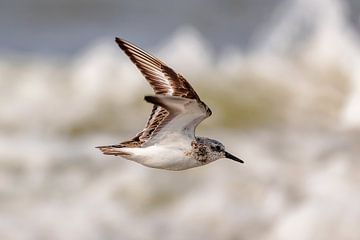 Drieteenstrandloper (Calidris alba) van Dirk Rüter