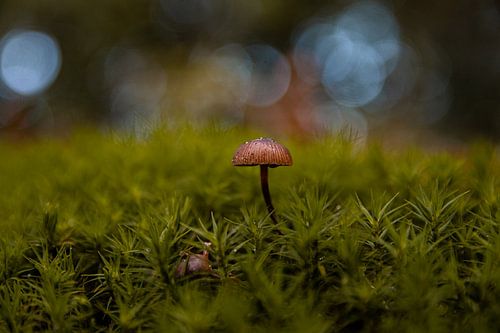 De laatst rechtopstaande