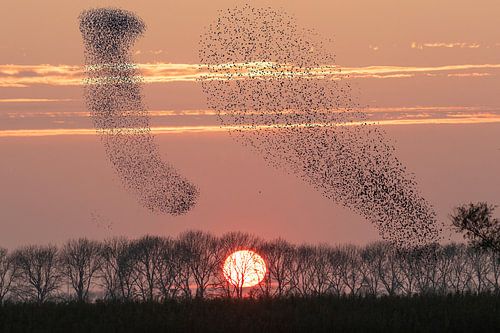 Spreeuwenzwermen tegen ondergaande zon