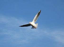 vrij als een vogel / free as a bird by Pascal Engelbarts