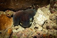 Octopus, Sipadan Island, Malaysia