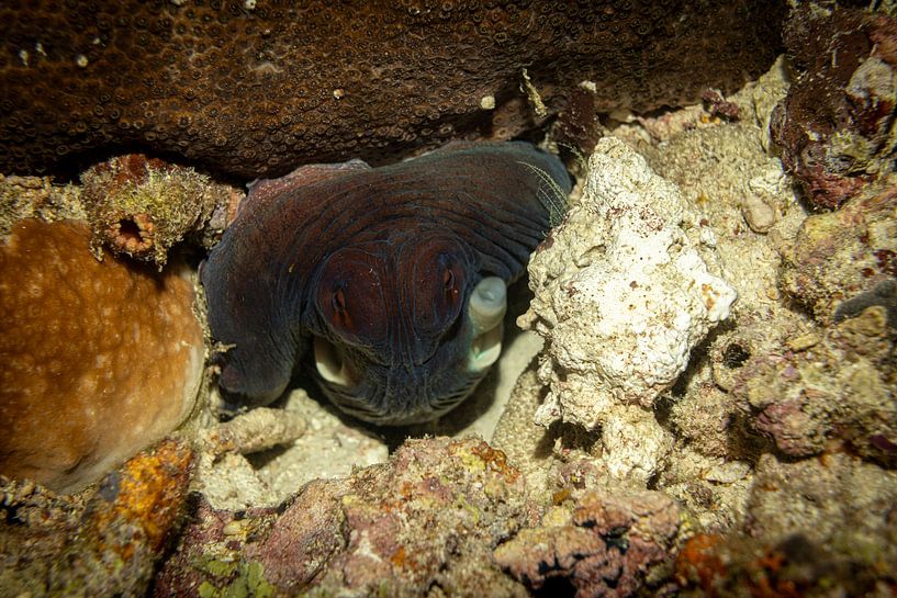 Octopus, Sipadan Island, Malaysia by Travel Tips and Stories