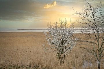 Tree in the reeds on the Darss. Dramatic sky over the sea. Landscape at the Baltic Sea. by Martin Köbsch