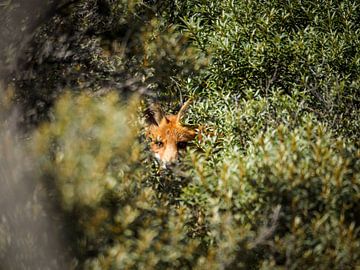 Hidden fox by Kayleigh Heppener