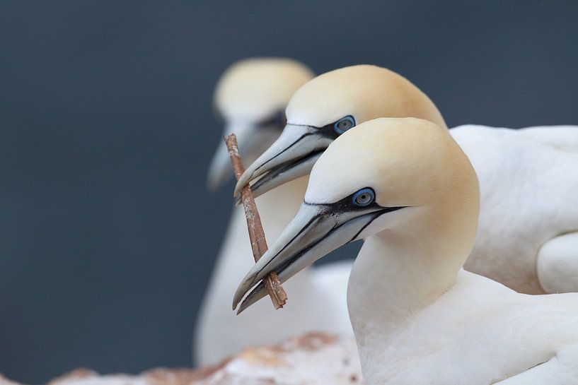 Fous de Bassan Île de Helgoland Allemagne par Frank Fichtmüller